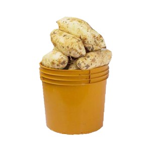 Sweet Potatoes (Custard Bucket)