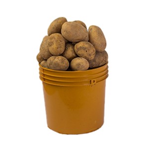 Irish Potatoes (Custard Bucket)